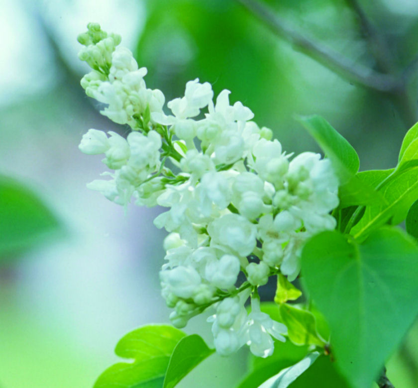 Common White Lilac Natorp's Online Plant Store